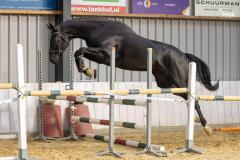 IMG_9887-1024x682